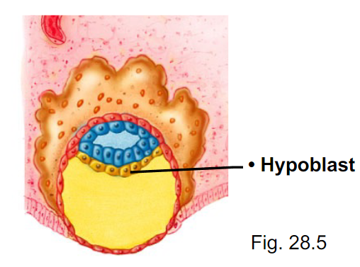 <p>After undergoing mitosis, what does the labeled cell layer form?</p>