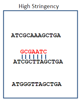 <p>Under high stringency, only complementary sequences are stable, which is determined by a temperature near Tm or a low salt concentration.</p>