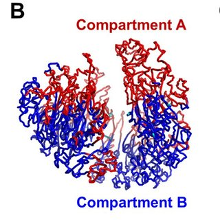 <p>Compartment A: transcriptionally active with activating histone modifications.</p><p>Compartment B: transcriptionally repressed with repressive histone modifications.</p>