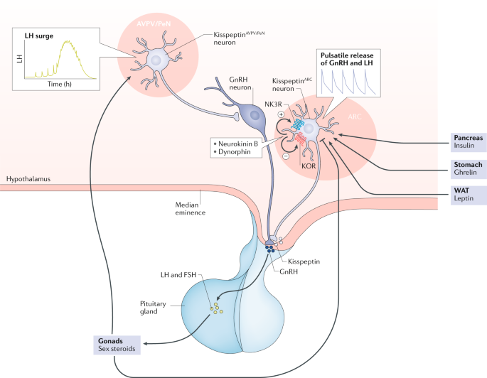 <p>•Kisspeptin neurons project to GnRH neurons.</p><p>•They stimulate synthesis and release of GnRH.</p>