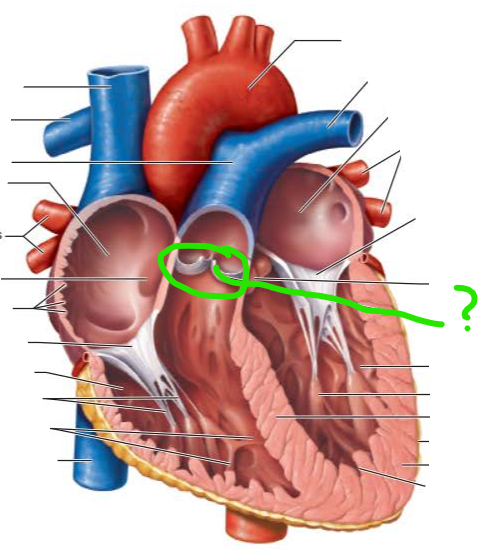 <p>name the internal structure </p>