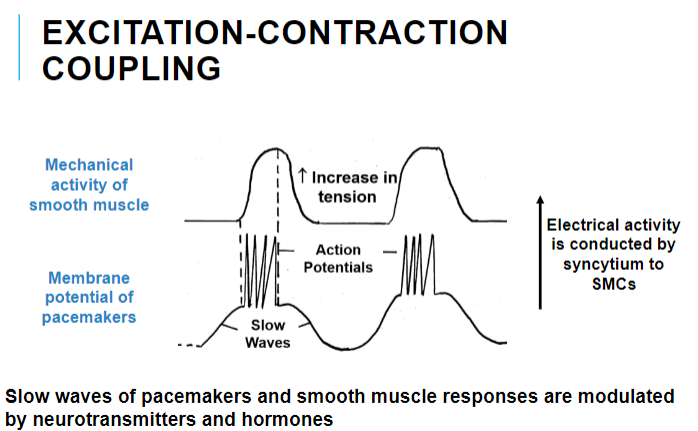 <p>Electrical activity in pacemaker cells triggers mechanical activity in smooth muscle cells (SMCs).</p><p>This process is mediated by the conduction of electrical signals via the syncytium.</p>