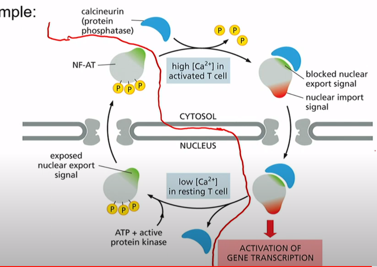 <p>high Ca2+ = nuclear import</p><p>low Ca2+= nuclear export</p>