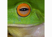 <p>frog</p>