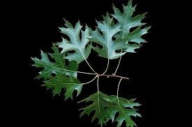 <p><em>Quercus coccinea</em></p><p>Simple/Alternate</p>