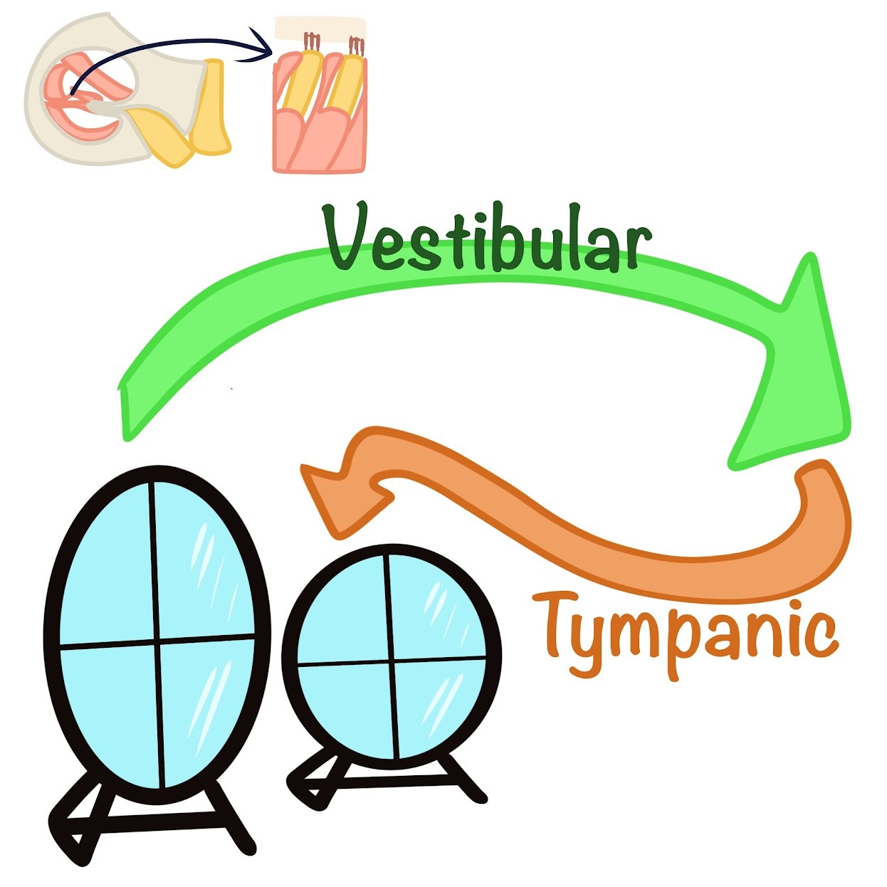 <p>The <span class="tt-bg-blue">pressure waves</span> from the oval window move through <span class="tt-bg-blue">vestibular canal</span> and return via the tympanic canal to <span class="tt-bg-blue">exit through the round window</span></p>