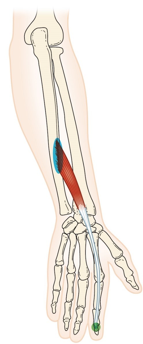 <p>Extensor Indicis</p>