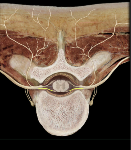 <p>Where is the Ventral Root?</p>