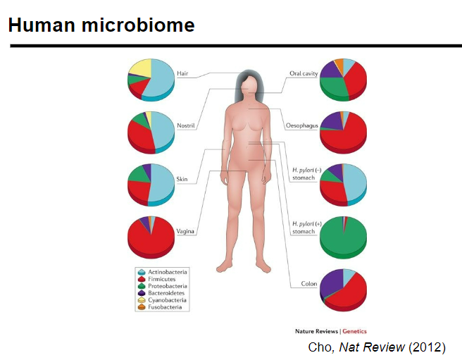 <p>Picture demonstrating the human microbiome:</p>