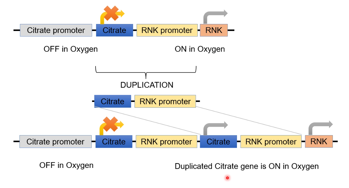 <p>Citrate and RNK promoter duplication</p>