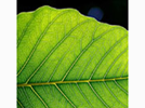 <p>leaf</p>