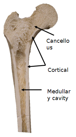 <p>It forms the <strong>exterior</strong> of bones and is <strong>very dense</strong>.</p><p>It provides <strong>strength</strong> and is responsible for most of the bone's mechanical support.</p><p>It constitutes <strong>80% of bone mass</strong>.</p>