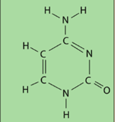 <p>Cytosine</p>