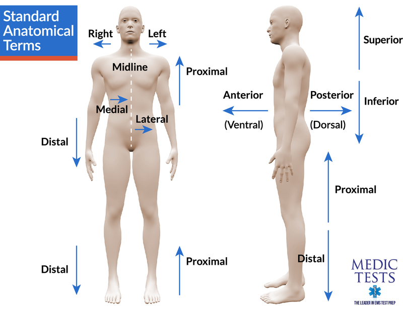 <p><u>Midline of the Body:</u></p><p>An imaginary vertical line dividing the body equally.</p>