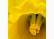 <p>daffodil</p>