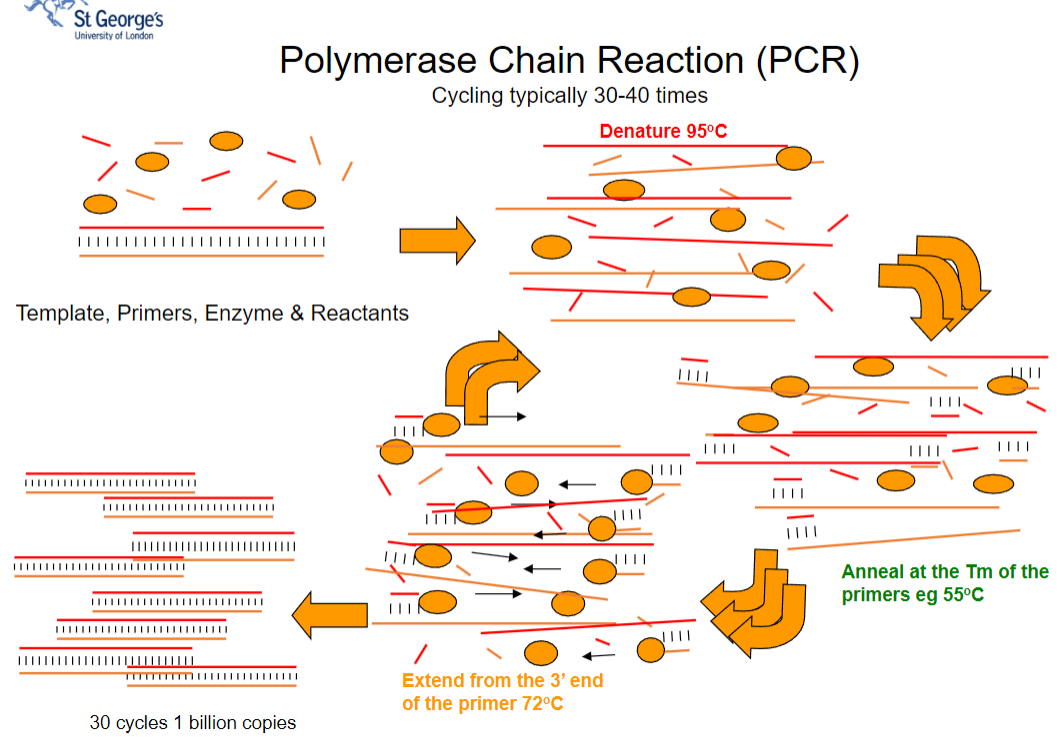 <p><strong>Answer:</strong> The typical cycling conditions in PCR include:</p><p><strong>Denaturation (95°C):</strong> The template DNA is heated to separate its strands, allowing access for the primers.</p><p><strong>Annealing (around 55°C):</strong> Primers hybridize to the single-stranded template at their melting temperature (Tm), ensuring specificity in the amplification process.</p><p><strong>Extension (72°C):</strong> DNA polymerase extends the primers from their 3' ends, synthesizing new DNA strands.</p><p><strong>Cycling:</strong> This process is typically repeated 30-40 times, resulting in approximately 1 billion copies of the target DNA sequence.</p>