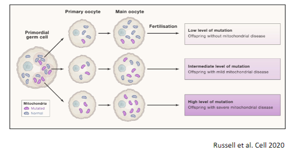 <p>The <strong>mitochondrial bottleneck</strong> occurs during <strong>oogenesis</strong>, the formation of eggs, where a <strong>reduction in the number of mitochondria</strong> happens in early oocyte development.</p><p>This results in <strong>a limited amount of mtDNA being passed on</strong> to the next generation, which affects the <strong>heteroplasmy levels</strong> and <strong>mutation load</strong> in offspring.</p>