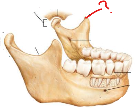 <p>Coronoid Process</p>