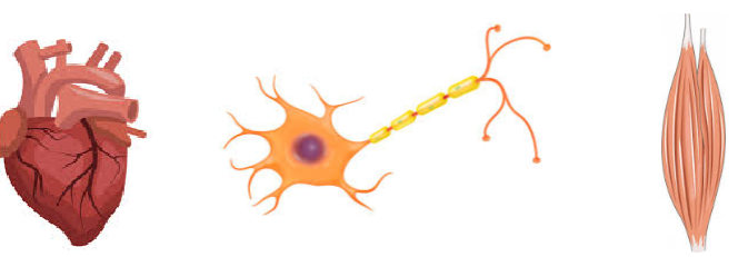 <p>The <strong>SCNA1-9</strong> gene family encodes voltage-gated sodium channels.</p>