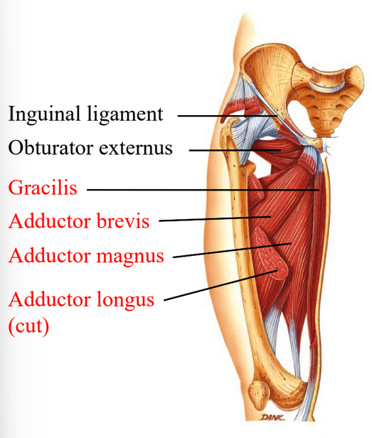 <p>Adductor magnus - adducts and medially rotates thigh</p><p>Adductor longus - adducts, flexes and medially rotates thigh</p>