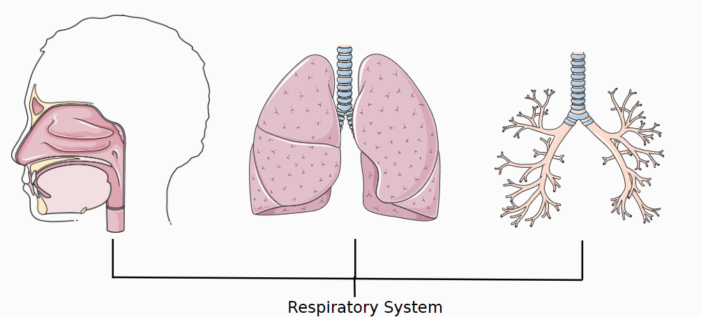 <p><u>Components of the Respiratory System:</u></p><p>✿ Nose and Nasal Cavity</p><p>✿ Trachea (Windpipe)</p><p>✿ Lungs (Bronchi, Bronchioles, Alveoli)</p>