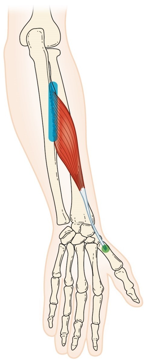 <p>Abductor Pollicis Longus</p>