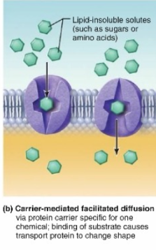 <p><span class="tt-bg-blue">(passive movement no ATP)</span></p><p>Requires the <strong>right size, shape, charge</strong> -&gt; comes in <strong>contact </strong>with the <strong>protein (enzyme)</strong> -&gt;<strong> binding/bonding</strong> -&gt; shape is changed <strong>(conformational change) </strong>-&gt; <strong>enzyme flops over and closes the outside and opens the inside</strong> &gt; allows it <strong>in the membrane</strong></p>