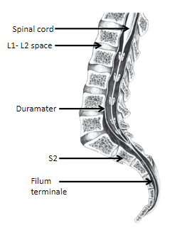 <p>Extends to the <strong>S2 vertebral level</strong>, closely associated with the dura mater.</p>