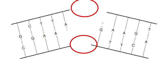 <p>can sever the DNA molecule, making repair, difficult, because the opposite strand template is lost</p>