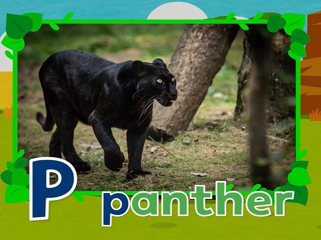 <p>panther</p>