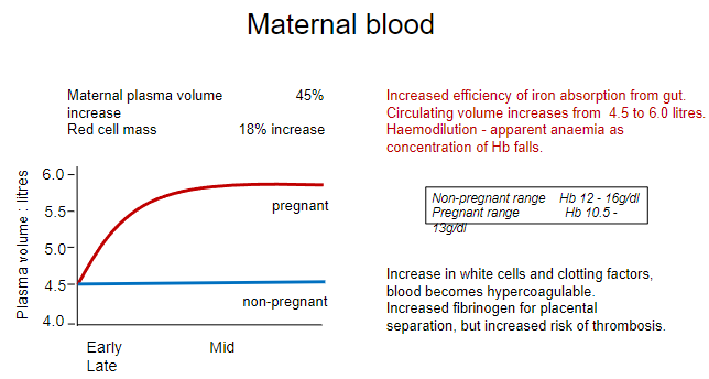 <p><strong>Increased efficiency of iron absorption</strong> from the gut to meet maternal and fetal needs.</p><p><strong>Circulating blood volume increases</strong> from <strong>4.5 to 6.0 liters</strong>.</p>