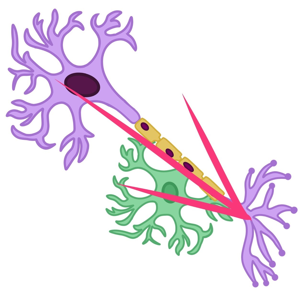 <p>Towards the synaptic terminals</p>