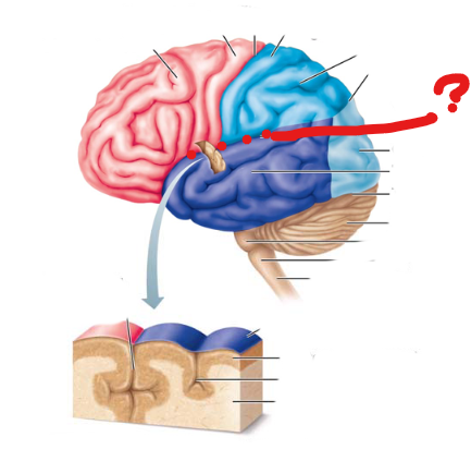 <p>name the broddman's area</p>