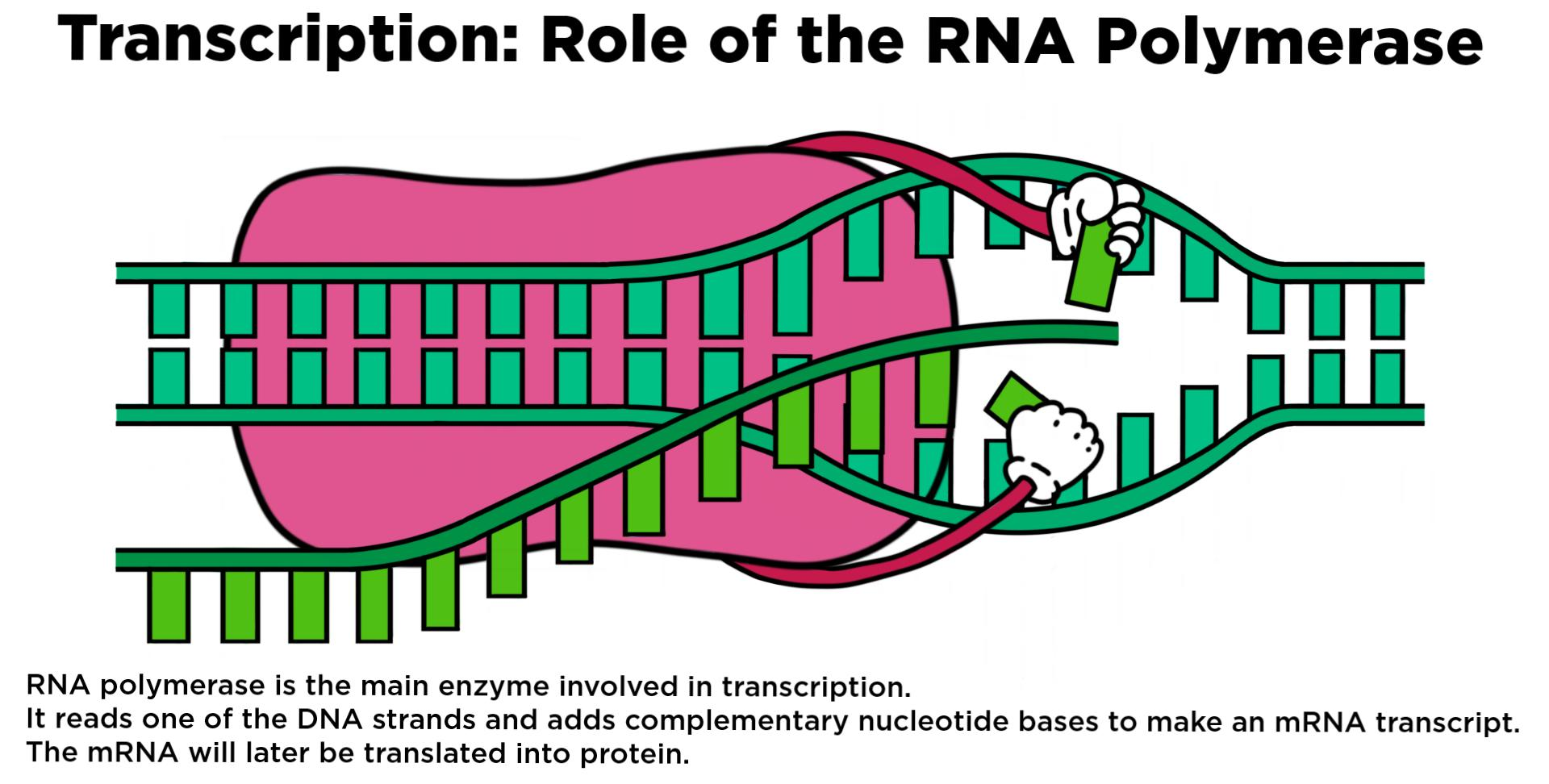 <p>RNA polymerase</p>
