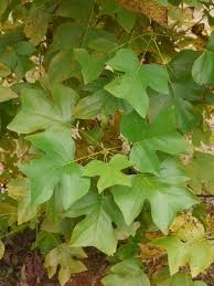 <p><em>Liriodendron tulipifera</em></p><p><em>simple/alternate</em></p>