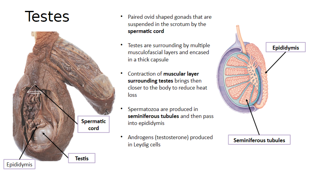 <p>The testes are paired ovoid-shaped gonads that are suspended in the scrotum by the spermatic cord.</p>