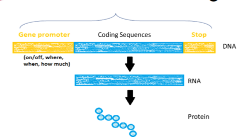 <p>All of the DNA that is transcribed into RNA, plus all of the local control regions required for tissue-specific expression of the final protein.</p><p>It includes regulatory sequences, not just the parts that encode the final protein.</p>