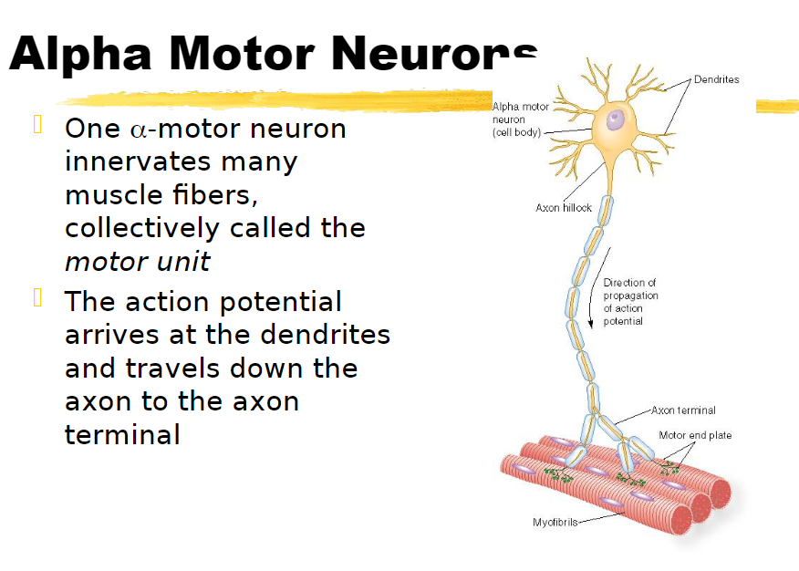 <p>one alpha motor neuron innervates many muscle fibers </p>