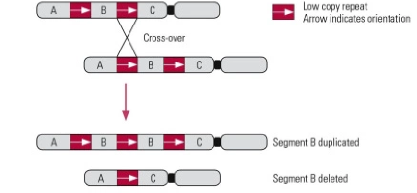 <p>Recombination between sequences that are not the correct sequence but are very similar.</p>