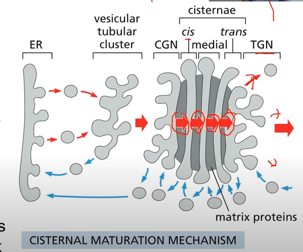 <p>Cisternae move through Golgi apparatus</p><p>Vesicular tubular clusters from the ER fuse to become the cis Golgi network</p><p>Each Cisterna becomes the next cisterna</p><p>Existing trans cisterna moves to the TGN</p><p>TGN is then broken into vesicles</p><p>Retrograde transport is still COP1</p>