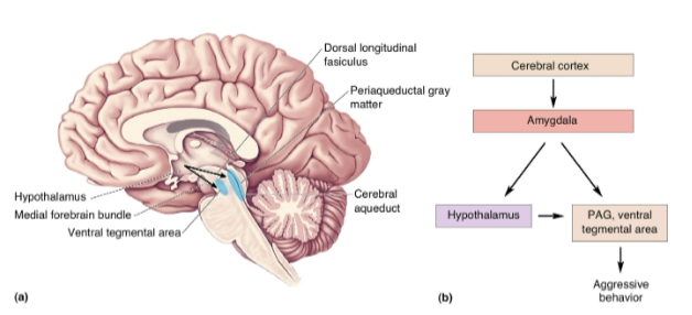 <p><strong>Medial forebrain bundle</strong>: Leads to the ventral tegmental area, associated with predatory aggression.</p><p><strong>Dorsal longitudinal fasciculus</strong>: Leads to the periaqueductal gray matter, associated with affective aggression.</p>