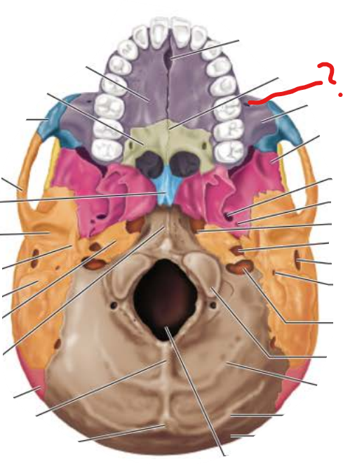 <p>Infraorbital foramen</p>