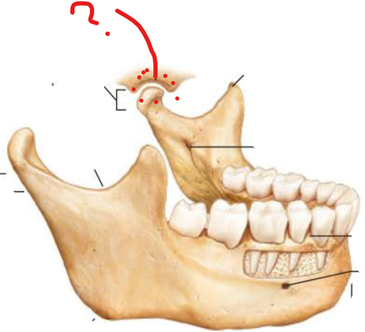 <p>Mandibular Fossa</p>