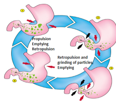 <p>Ripples of contraction move the food towards the antrum, facilitated by a thicker muscle layer.</p><p>The pyloric sphincter is often relaxed but closes upon the arrival of a peristaltic wave.</p><p>Repulsion of chyme causes the opening of the pyloric sphincter.</p><p>Small partially digested material is squirted through the pyloric sphincter into the duodenum.</p><p>Repulsion of antral contents backward towards the body allows mixing/grinding, creating a sieving effect where viscous and solid matter are retained in the stomach.</p>