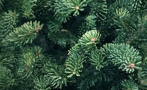 <p>Fraser Fir</p>