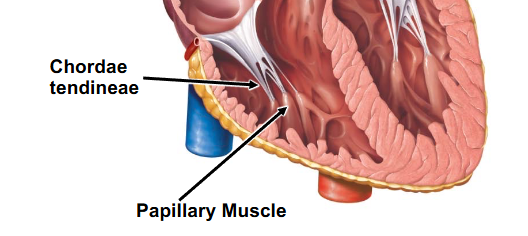 <p>- strings of connective tissue that attach to atrioventricular valve cusps to papillary muscles that project from the ventricular myocardium</p><p>- prevents eversion of cusps</p>