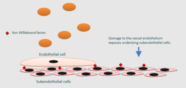 <p>♡ Damage to the vessel endothelium exposes underlying subendothelial cells</p>