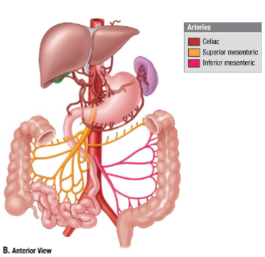 <p>The foregut is supplied by the coeliac trunk, the midgut by the Superior Mesenteric artery, and the hindgut by the Inferior Mesenteric artery.</p>