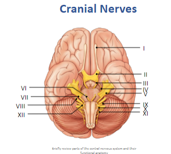 <p>Label these cranial nerves:</p>