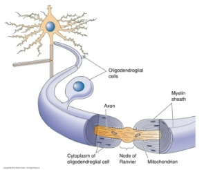 <p>Gaps in the myelin sheath along the axon.</p><p>Highly enriched in voltage-gated Na+ ion channels, facilitating faster transmission of action potentials.</p>